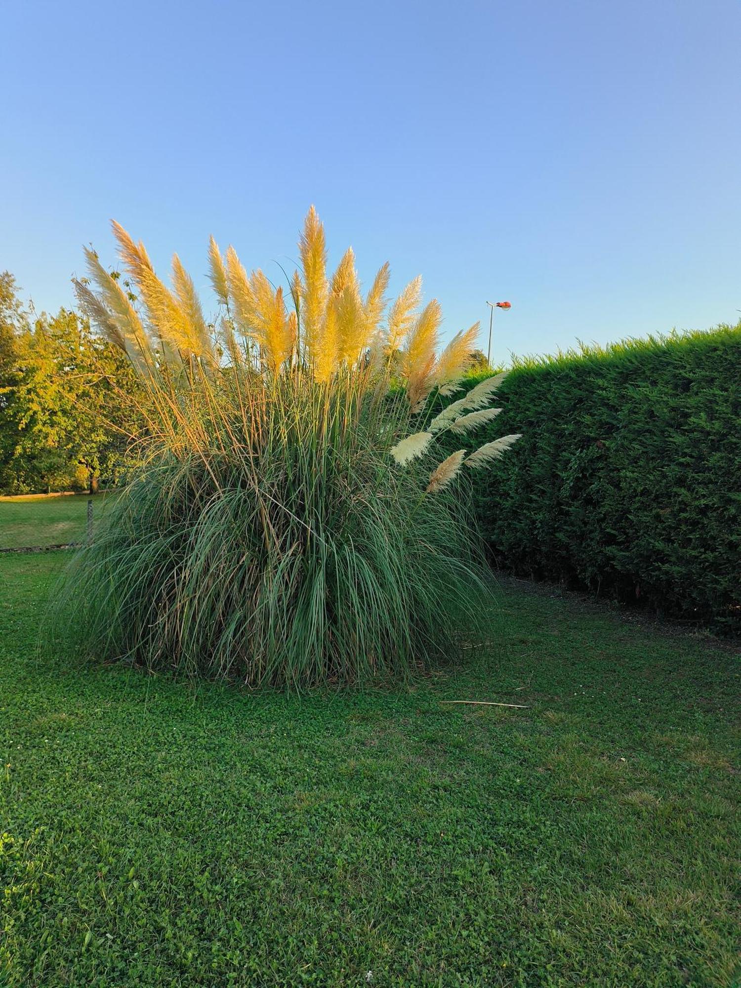 Vegetal Jungle Bed & Breakfast Blaye-Les-Mines Dış mekan fotoğraf